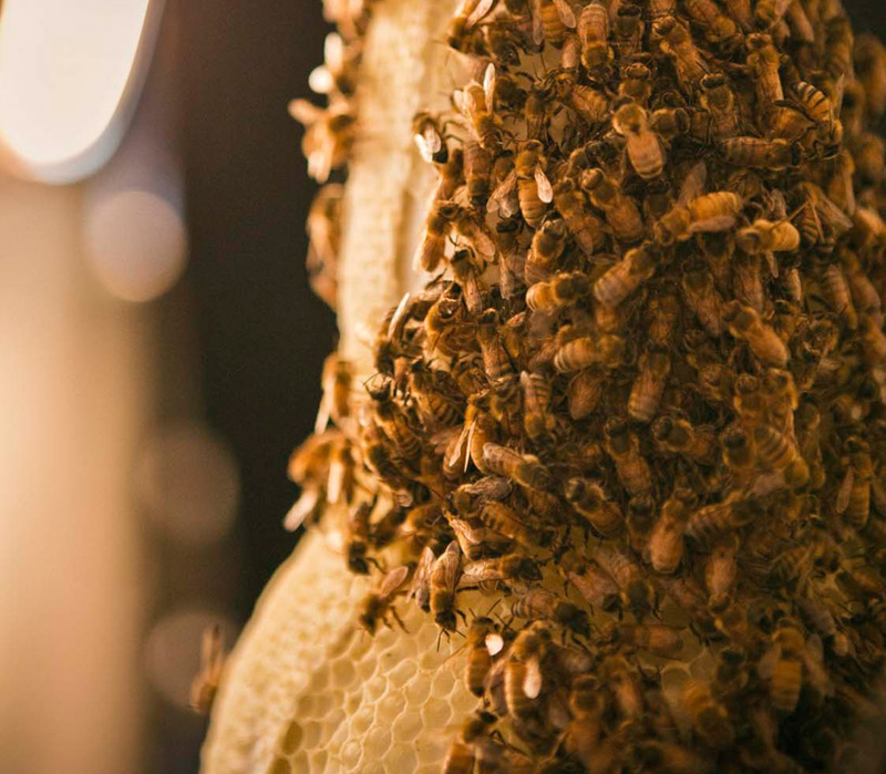 Illustration for article titled Concrete-Printing Bees And Other Living 3D Printers